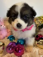 Shelli, a female Pembroke Welsh Corgi and Miniature Australian Shepherd for sale in Lawton, OK – Photo 2 of 6