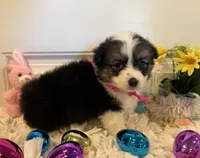 Shelli, a female Pembroke Welsh Corgi and Miniature Australian Shepherd for sale in Lawton, OK – Photo 1 of 6
