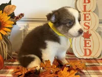 Journee, a female Pembroke Welsh Corgi and Miniature Australian Shepherd for sale in Lawton, OK – 3 of 5