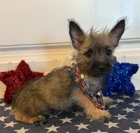 ACA Davie, a male Cairn Terrier for sale in Lawton, OK – 4 of 6