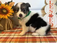 Jose, a male Pembroke Welsh Corgi and Miniature Australian Shepherd for sale in Lawton, OK – 6 of 6