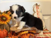 Johnnie, a male Pembroke Welsh Corgi and Miniature Australian Shepherd for sale in Lawton, OK – 4 of 6