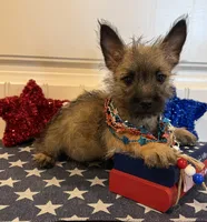 ACA Davie, a male Cairn Terrier for sale in Lawton, OK – 2 of 6