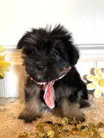Mindy, a female Morkie for sale in Lawton, OK – 5 of 7