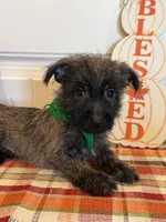 ACA Hunter, a male Cairn Terrier for sale in Lawton, OK – 2 of 6