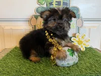 Allison, a female Morkie for sale in Lawton, OK – Photo 1 of 5