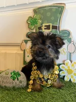 Allison, a female Morkie for sale in Lawton, OK – Photo 5 of 5