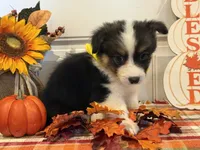 Jayla, a female Pembroke Welsh Corgi and Miniature Australian Shepherd for sale in Lawton, OK – 4 of 8