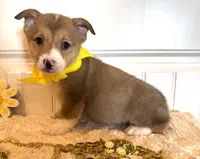 Sam, a male Pembroke Welsh Corgi for sale in Lawton, OK – 3 of 8