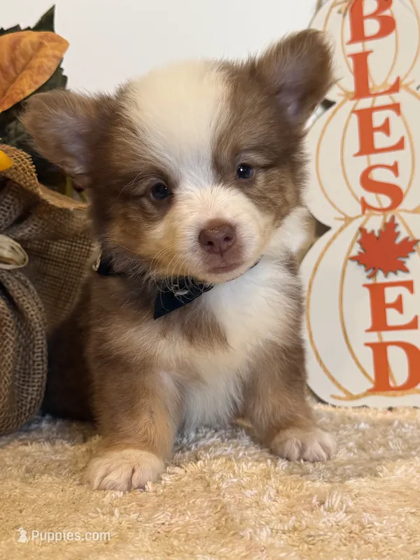 Gabbie – Pembroke Welsh Corgi, Miniature Australian Shepherd puppy for sale in Lawton, OK