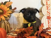 ACA Hailey, a female Cairn Terrier for sale in Lawton, OK – 6 of 8
