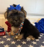 Alex, a male Morkie for sale in Lawton, OK – 4 of 7