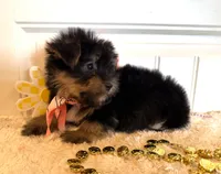 Misty, a female Morkie for sale in Lawton, OK – 4 of 7