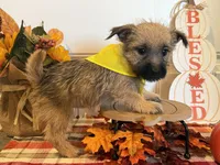 ACA Holley, a female Cairn Terrier for sale in Lawton, OK – 6 of 6