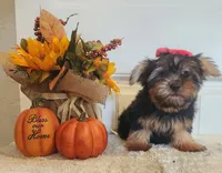 Jezzy, a female Morkie for sale in Lawton, OK – 2 of 5
