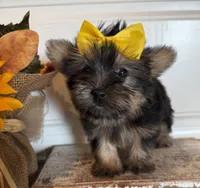 Jazzi, a female Morkie for sale in Lawton, OK – 2 of 7