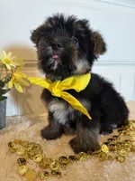 Markie, a male Morkie for sale in Lawton, OK – 6 of 9