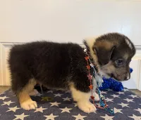 Rocker, a male Pembroke Welsh Corgi and Miniature Australian Shepherd for sale in Lawton, OK – 2 of 5