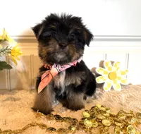 Misty, a female Morkie for sale in Lawton, OK – 5 of 7