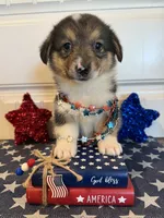 Rocker, a male Pembroke Welsh Corgi and Miniature Australian Shepherd for sale in Lawton, OK – 4 of 5
