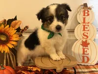 Jose, a male Pembroke Welsh Corgi and Miniature Australian Shepherd for sale in Lawton, OK – 5 of 6
