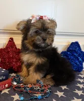 Abigail, a female Morkie for sale in Lawton, OK – 3 of 7