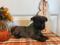 ACA Hunter, a male Cairn Terrier for sale in Lawton, OK – 6 of 6
