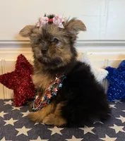 Abigail, a female Morkie for sale in Lawton, OK – 4 of 7