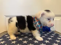 Romi, a female Pembroke Welsh Corgi and Miniature Australian Shepherd for sale in Lawton, OK – 6 of 7