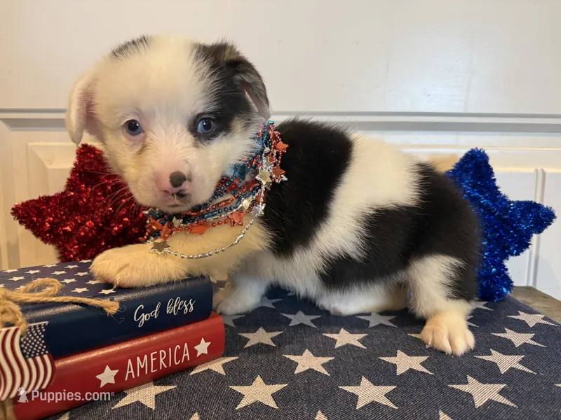 Romi – Pembroke Welsh Corgi, Miniature Australian Shepherd puppy for sale in Lawton, OK