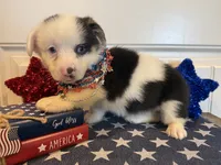 Romi, a female Pembroke Welsh Corgi and Miniature Australian Shepherd for sale in Lawton, OK – 5 of 7