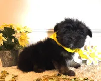 Myles, a male Morkie for sale in Lawton, OK – 3 of 6