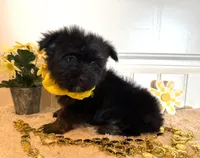 Myles, a male Morkie for sale in Lawton, OK – 5 of 6