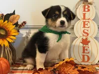 Jase, a male Pembroke Welsh Corgi and Miniature Australian Shepherd for sale in Lawton, OK – 3 of 5