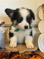Johnnie, a male Pembroke Welsh Corgi and Miniature Australian Shepherd for sale in Lawton, OK – 3 of 6