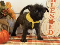 ACA Hailey, a female Cairn Terrier for sale in Lawton, OK – 5 of 8
