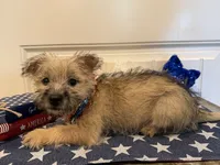 ACA Daisy, a female Cairn Terrier for sale in Lawton, OK – 5 of 6