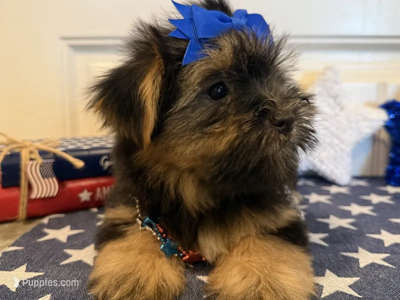 Alex – Morkie puppy for sale in Lawton, OK