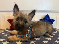 ACA Davie, a male Cairn Terrier for sale in Lawton, OK – 6 of 6