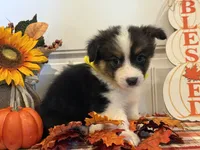 Jayla, a female Pembroke Welsh Corgi and Miniature Australian Shepherd for sale in Lawton, OK – 7 of 8