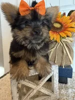Jaxon, a male Morkie for sale in Lawton, OK – 3 of 7