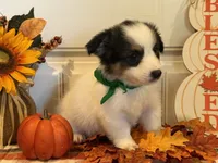 Jorge, a male Pembroke Welsh Corgi and Miniature Australian Shepherd for sale in Lawton, OK – 3 of 6