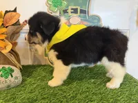 Livia, a female Pembroke Welsh Corgi and Miniature Australian Shepherd for sale in Lawton, OK – Photo 6 of 6