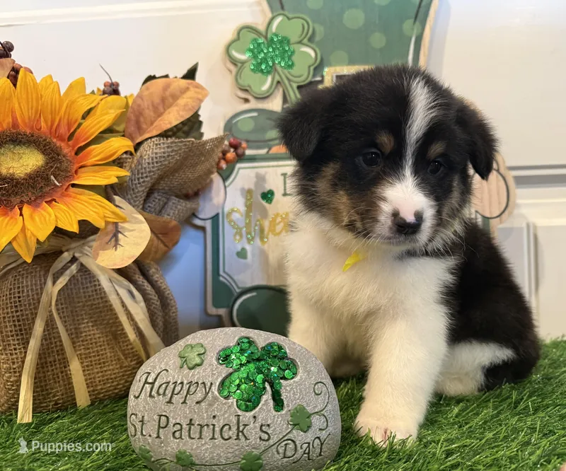 Livia, a female Pembroke Welsh Corgi and Miniature Australian Shepherd for sale in Lawton, OK – Photo 1 of 6