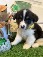 Livia, a female Pembroke Welsh Corgi and Miniature Australian Shepherd for sale in Lawton, OK – Photo 2 of 6