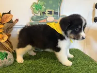 Livia, a female Pembroke Welsh Corgi and Miniature Australian Shepherd for sale in Lawton, OK – Photo 4 of 6