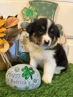 Livia, a female Pembroke Welsh Corgi and Miniature Australian Shepherd for sale in Lawton, OK – Photo 3 of 6