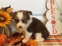 Jazzi, a female Pembroke Welsh Corgi and Miniature Australian Shepherd for sale in Lawton, OK – 3 of 5