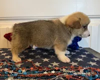 Rachel, a female Pembroke Welsh Corgi and Miniature Australian Shepherd for sale in Lawton, OK – 5 of 7