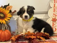 Jayla, a female Pembroke Welsh Corgi and Miniature Australian Shepherd for sale in Lawton, OK – 5 of 8